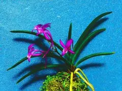 富貴蘭　熊鷹(ボリューム満点の櫛目最上柄個体) 2026年最新】富貴蘭の人気アイテム - メルカリ