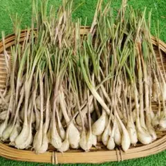元祖！沖縄本島産！島らっきょう種苗 100本 - メルカリ