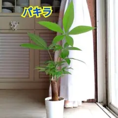 2026年最新】品種名：パキラ 観葉植物 パキラの人気アイテム - メルカリ