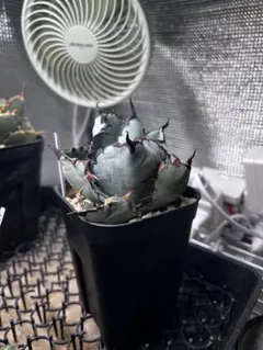 2026年最新】姫厳龍の人気アイテム - メルカリ