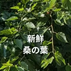 【匿名配送】桑の葉 250g　ネコポス箱いっぱいのサムネイル