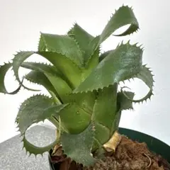 アンチョビ様 リクエスト 2点 まとめ商品