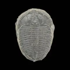 三葉虫 化石 Ellipsocephalus hoffi - メルカリ