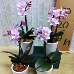 椎名洋蘭⭐️ミニ胡蝶蘭⭐️陶器鉢サクラン4鉢①のサムネイル