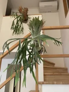 2026年最新】ビカクシダ モンキーノースの人気アイテム - メルカリ