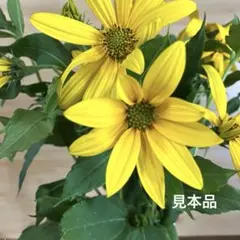 生花　黄色い花　菊芋の花　切り花15本