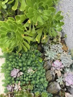 多肉植物　カット苗　2セット　タイムセール
