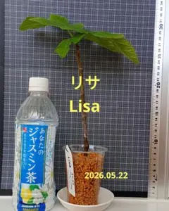 イチジク☆リサ　発根済のサムネイル