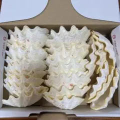 【沖縄県産】夏休みの工作に！まとめ売り　貝殻　シャコガイの殻（片面）　26個