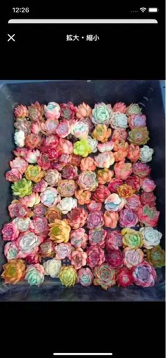 さ*ち様 a23韓国苗 雑交新種 多肉植物寄せ植えセットカット苗詰め合わせ 30