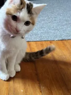 Item thumbnail for item b5b96c1f-abad-4a45-a183-af1ed6b77c67