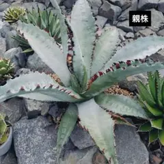 アガベ ゼブラ スクエアトゥース 子株 牛乳植物 zebra square - メルカリ