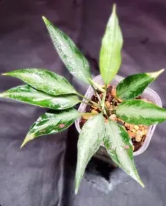 パ*ス様 Hoya polyneura silver broget｜フィッシュテ - メルカリ