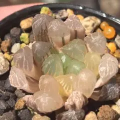 極上　ハオルチア オブツーサ 錦 氷灯錦　多肉植物のサムネイル