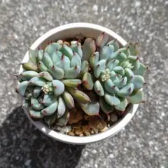 さぼちゃん様 リクエスト 6点 まとめ商品