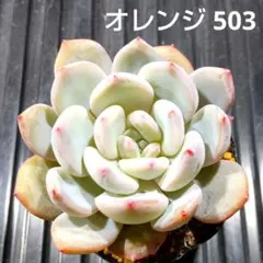 オレンジ 503 エケベリア 多肉植物 抜き苗
