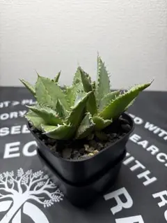 2025年最新】株札の人気アイテム - メルカリ