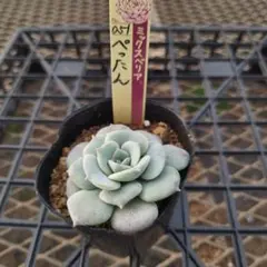 2025年最新】おらいさん葉挿しの人気アイテム - メルカリ