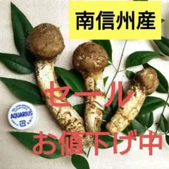 松茸 国産 信州産 長野県産 1470グラム 信州産「天然松茸」（約150g/1～6本） きのこ 秋の味覚 高級食材