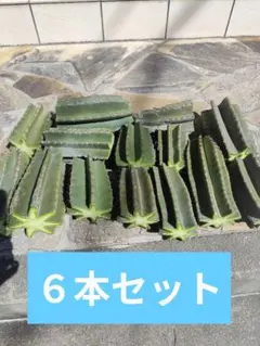 柱サボテン カット苗6本セット 約15〜25cm 多肉植物 観葉植物 インテリア