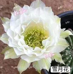 蘭*君様 氷美人 白花緑喉 人気花サボテン 希少品種 カキコ ロビビア