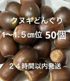 クヌギどんぐり　1〜1.５㎝位 ５０個