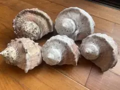 【美品】奄美大島　夜光貝5個セット13cm〜17cm