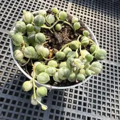 kikurin様 リクエスト 3点 まとめ商品