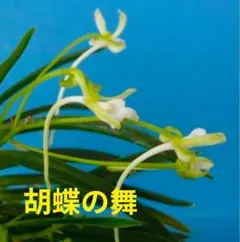 富貴蘭　風蘭 　胡蝶の舞のサムネイル
