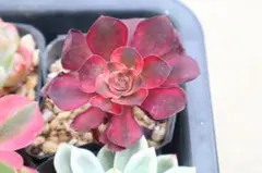 多肉植物 アエオニウム 魅金ローズ錦 1株 根土付き発送 - メルカリ