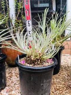 2025年最新】プヤ セルーレアの人気アイテム - メルカリ