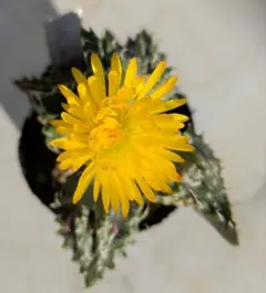 2025年最新】フォーカリアの人気アイテム - メルカリ