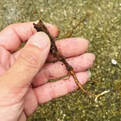 オペルクリカリア ムルチジュガ パワータンク 挿し木 パキプスより