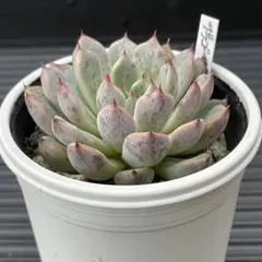 佐藤久美子様 リクエスト 3点 まとめ商品