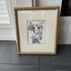 イギリス ボタニカル画の額装品 銅版画に手彩色 - メルカリ