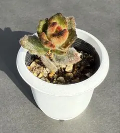 月兎耳（つきとじ）　〜　抜き苗　〜