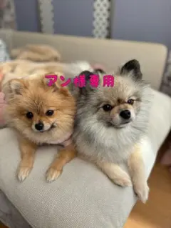 犬服♡アン様専用