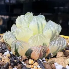 2025年最新】赤い鳥 ハオルチアの人気アイテム - メルカリ