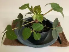 有茎種クリスマスローズ(リビダス）カラーリーフ花付き苗:現品