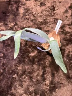 2026年最新】auburn riverの人気アイテム - メルカリ