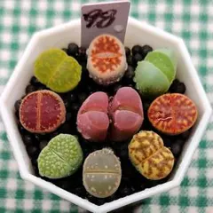 土付き S98　2頭紅大内玉入り カラフルセット多肉植物リトープス　抜き苗