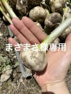 まさまさ様専用