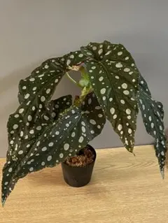 2025年最新】ベゴニアマクラータの人気アイテム - メルカリ