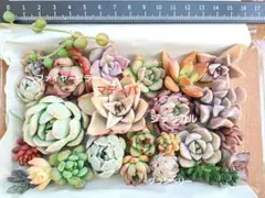 多肉植物⑭　カット苗　名前なし　寄せ植え　多肉弁当