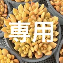 freerancer0929様 リクエスト 2点 まとめ商品