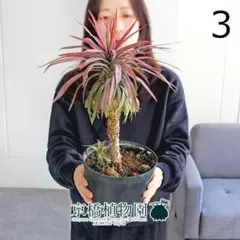 2026年最新】デスメティアーナの人気アイテム - メルカリ