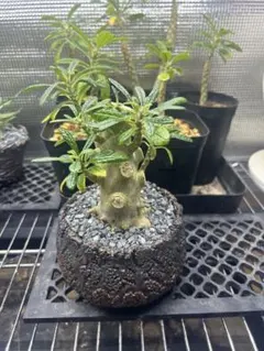 ドルステニアギガスブラータ 実生株 鉢ごとメルカリ便発送 2025年最新】ドルステニア ギガスの人気アイテム - メルカリ