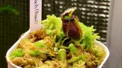 セファロタス ビッグボーイ(Big Boy)A 食虫植物 【匿名配送】 - メルカリ