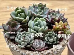 う*き様 ❁おらいさん苗　ミックスベリア 9種セット　②　（微根／カット苗）