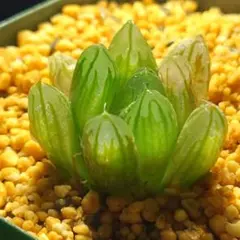 多肉植物　ハオルチア　オブツーサ錦バイオレッド　1028のサムネイル